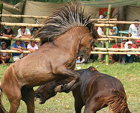 Horse Fighting 3